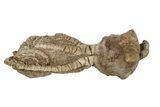 Fossil Crinoid (Jimbacrinus) - Gascoyne Junction, Australia #189494-2
